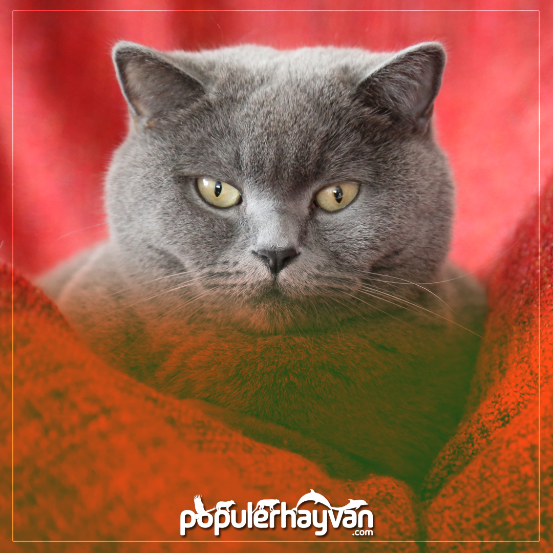 British Shorthair Blue Point