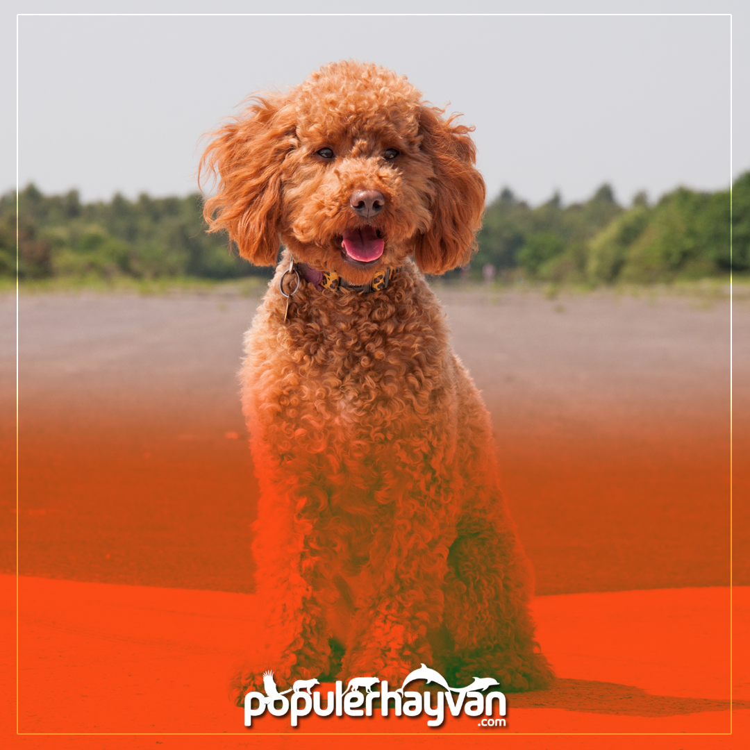 Poodle Köpek Bakımı